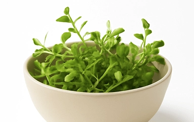 Bacopa Monnieri Extract