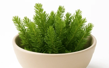 Huperzia Serrata Extract